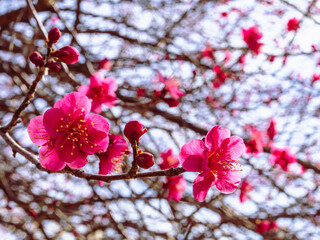 本庄運動公園　梅尾の花5ｰ6