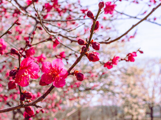 本庄運動公園　梅尾の花5ｰ89