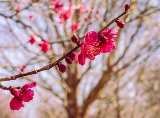 本庄運動公園　梅尾の花5ｰ79