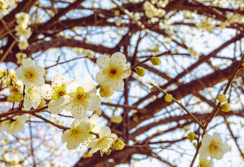 本庄運動公園　梅尾の花5ｰ71