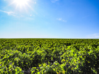 Chateau Lafite Rothschild, Weingut, Gironde, Frankreich, Europa
