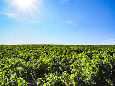Chateau Lafite Rothschild, Weingut, Gironde, Frankreich, Europa
