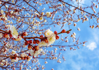 本庄運動公園　梅の花5ｰ107