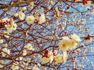 本庄運動公園　梅の花5ｰ106