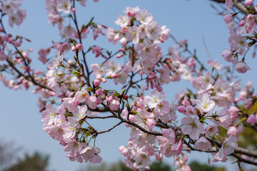 Lovely pink cherry blossom flowers bloom gracefully on tree branches during springtime as life renews. Blue sky provides serene backdrop, enhancing the vibrant beauty of the delicate flowers.