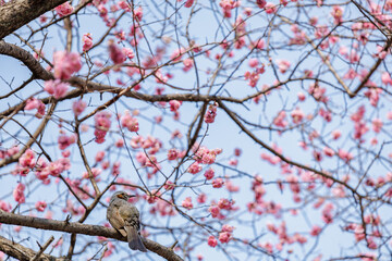 Brown-eared bulbul peacefully rests on tree branch surrounded by tender pink blossoms on a blue sky. Scene radiates tranquility, capturing the beauty of springtime nature and nature's renewal.