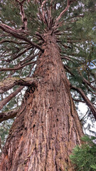 Fototapeta premium Majestic ancient pines sequoia tree captured from below in a serene outdoor setting. Vertical photo