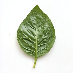 Obraz premium Single fresh spinach leaf on white background