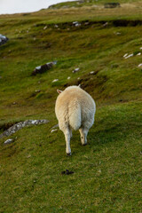 Sheep and goats grazing peacefully on the dramatic cliffs of Scotland and the Isle of Skye. A...