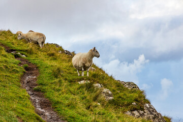 Sheep and goats grazing peacefully on the dramatic cliffs of Scotland and the Isle of Skye. A striking contrast of wildlife and rugged landscape, where nature thrives above the roaring sea