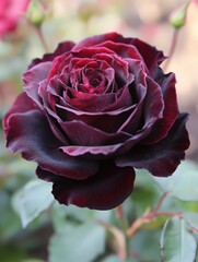 Delicate petals unfold in shades of deep burgundy and purple revealing the timeless allure of an ancient rose in full bloom during the vibrant spring season evoking feelings of love and mystery