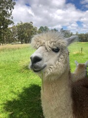 Close-up of a llama in a green pasture. © Wirestock