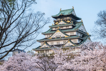 Fototapeta premium Cherry blossoms in full bloom frame Osaka Castle. The castle's green roof and stone walls stand in contrast to the delicate pink and white flowers