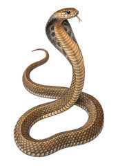 Fototapeta premium a king cobra slithering. Its body looks twisted. isolated on a transparent background