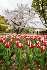 A vibrant display of red and white stripped tulips thrives amidst a backdrop of blooming cherry trees at Expo '70 Commemorative Park in Osaka, Japan. 