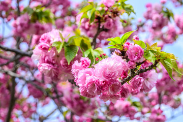 Closeup of delicate, light pink cherry blossoms in full bloom in Osaka, Japan. Ohtemari variety of cherry blossom trees have a big ball of flowers with many petals clustered together. 