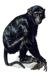 Fototapeta premium Detailed illustration of chimpanzee