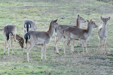 Common or European fallow deer (Dama dama) in Aiguamolls Emporda Girona Spain