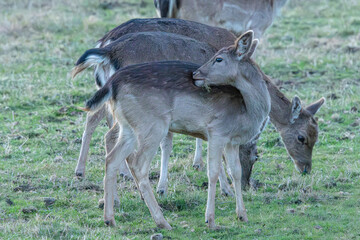 Common or European fallow deer (Dama dama) in Aiguamolls Emporda Girona Spain