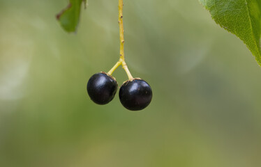 Common weeping cherry, two black berries of Prunus padus, green background, a pair of black berries, leaves in the background