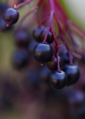 shiny berries vertical, close up of elderberries upright, berries of elder, green background, black berries, violet and black colors, Sambucus fruits vertical