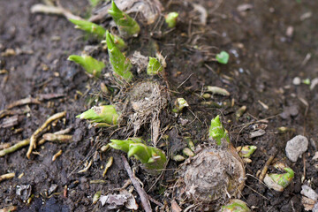 Fresh green shoots sprouting from root bulbs in soil. Early spring plant growth, natural gardening background. Close-up of new life emerging from earth, organic and earthy texture. High quality photo