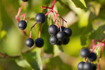 Berries of dogwood, black berries of dogwood, ripe fruits of cornus sanguinea, dark fruits on the bush, green background