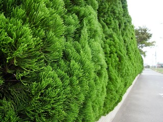 秋の集合住宅の桧葉の生垣風景