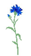 Cornflower wildflower isolated on white background. Pixel art. Pattern for knitting, embroidery and children's creativity