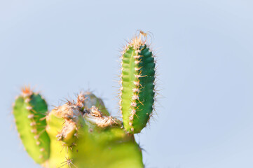 cactus , Fairytale castle or Cereus peruvianus plant