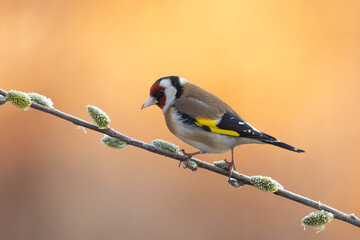 Bird Goldfinch Carduelis scarduelis , small amazing bird, spring time in Poland Europe, bird on a...
