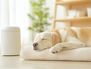 Peaceful golden dog sleeping on cozy bed in bright minimal interior