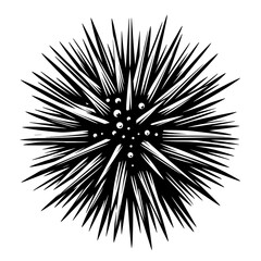 Obraz premium Sea urchin with spikes in detailed black vector