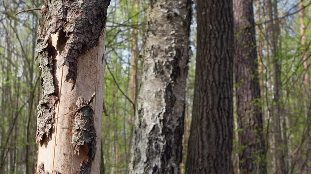 Bark beetle. Forest destruction. Białowieża. Trees destroyed by the bark beetle. Spring. Spring in the Białowieża Forest. Białowieża Forest. Spring nature in the old forest
