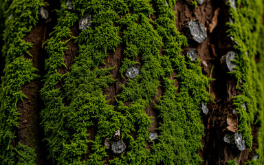 Close-up view of tree bark texture with vibrant green moss growing on it. The natural pattern of the bark is partially obscured by the soft, dense moss layer.