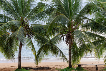 Fototapeta premium Tropical beach on Little Corn Island, Nicaragua, with lush coconut palm trees, golden sand, and gentle ocean waves. Serene coastal paradise with vibrant greenery and tranquil Caribbean Sea backdrop.