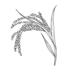 Doodle rice ear sketch. paddy rice isolated on white background