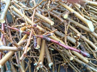 close up texture of small tree branches