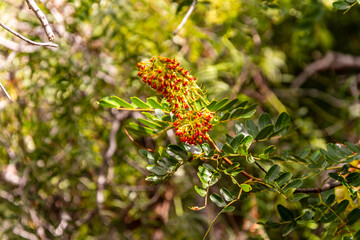 Caesalpinia spinosa pertenece a la familia Fabaceae.
