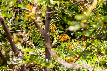 Caesalpinia spinosa pertenece a la familia Fabaceae.