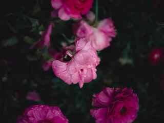 pink hibiscus flower