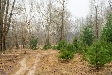 Road in the woods. A road in a sparse spring forest