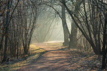 Path in the fog. Misty morning in the forest