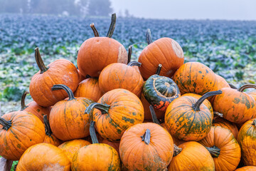 Kürbisse - Zierkürbisse - Speisekürbisse