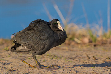 A black coot stands on a sandy shore, its red eyes focused and alert. Its feathers appear slightly...