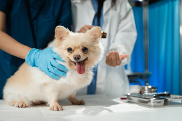 veterinarian and an assistant fill out a sick puppy history
