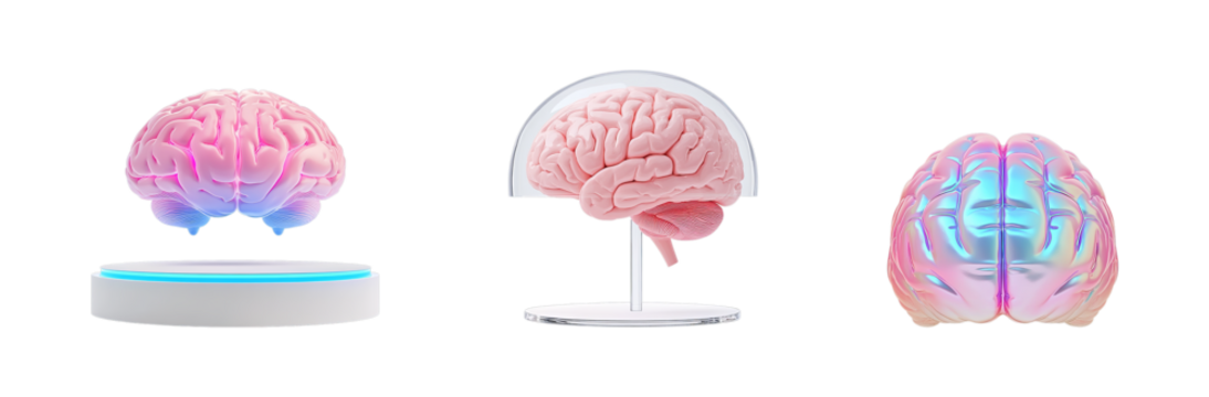 Anatomical brain model set of three realistic human brains for medical study and educational display piece transparent background