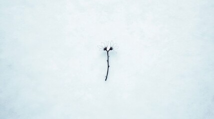 Solitary daisy on snowy canvas: symbol of resilience and simplicity in nature