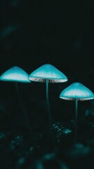 Fototapeta premium Glowing bioluminescent mushrooms in mysterious forest darkness