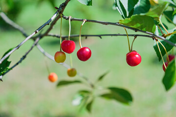 Ripe Cherries Hanging on Tree Branch. Copy space.